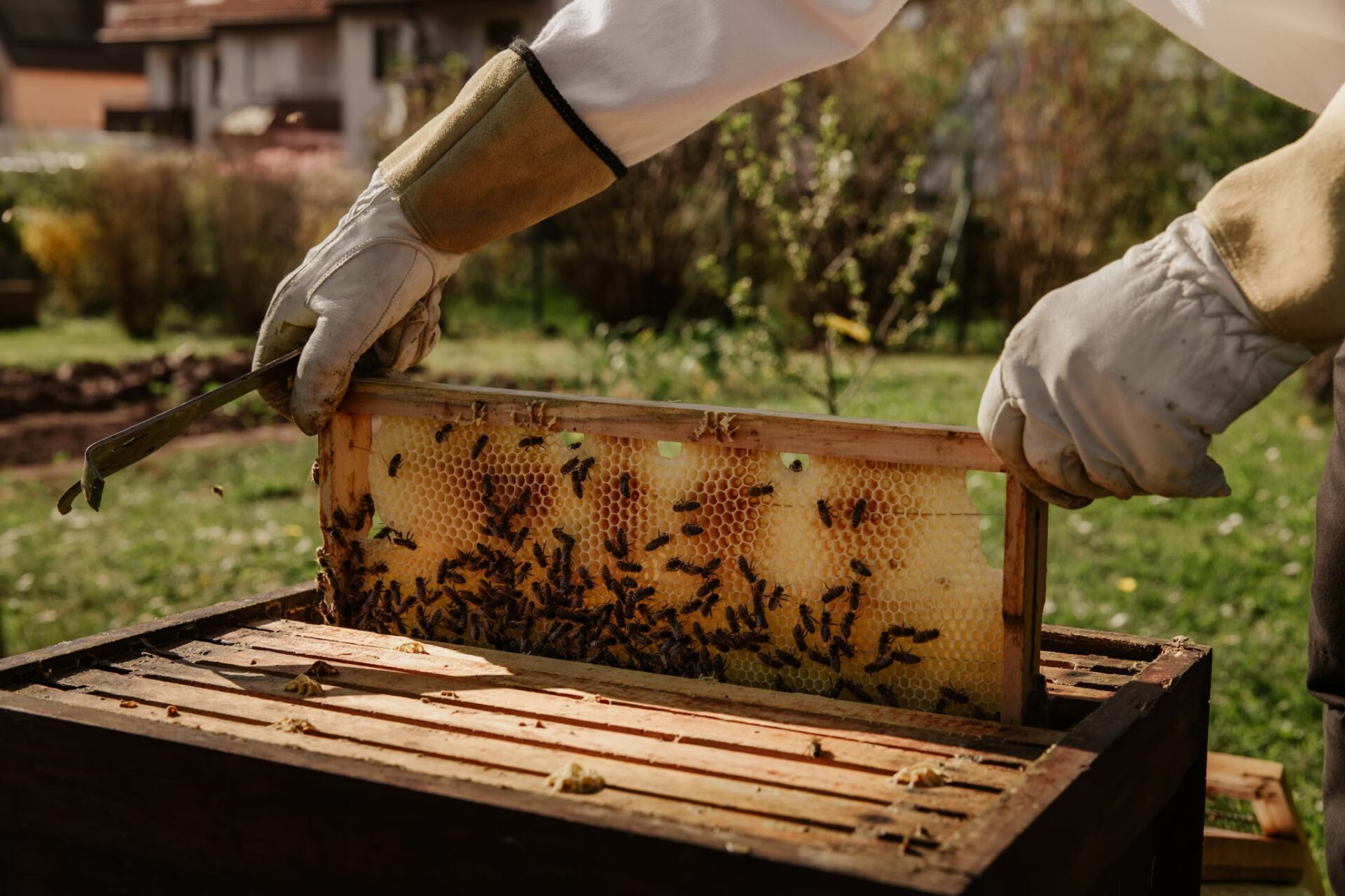 Apiary program